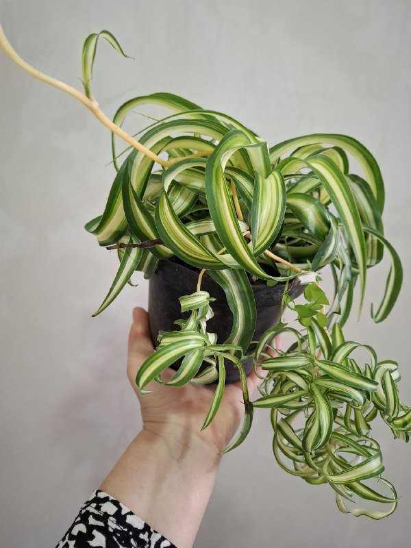 Сукуленты, филодендрон, хлорофитум, каланхоэ, папоротник, бананы 5