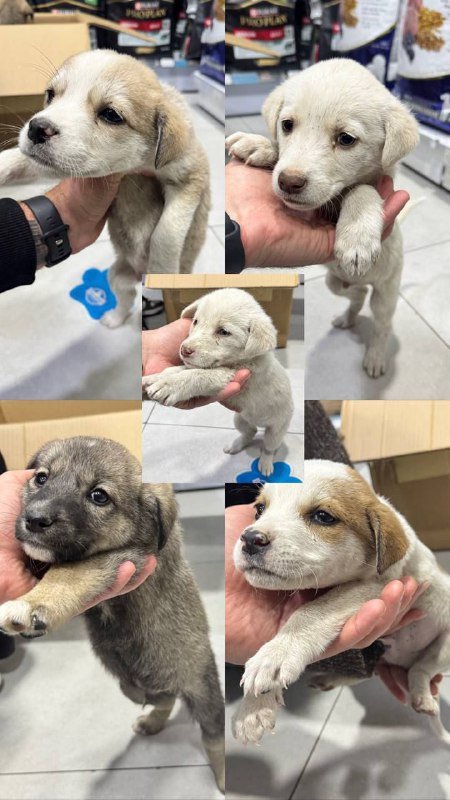 Щенки для дарения, мальчики и девочка