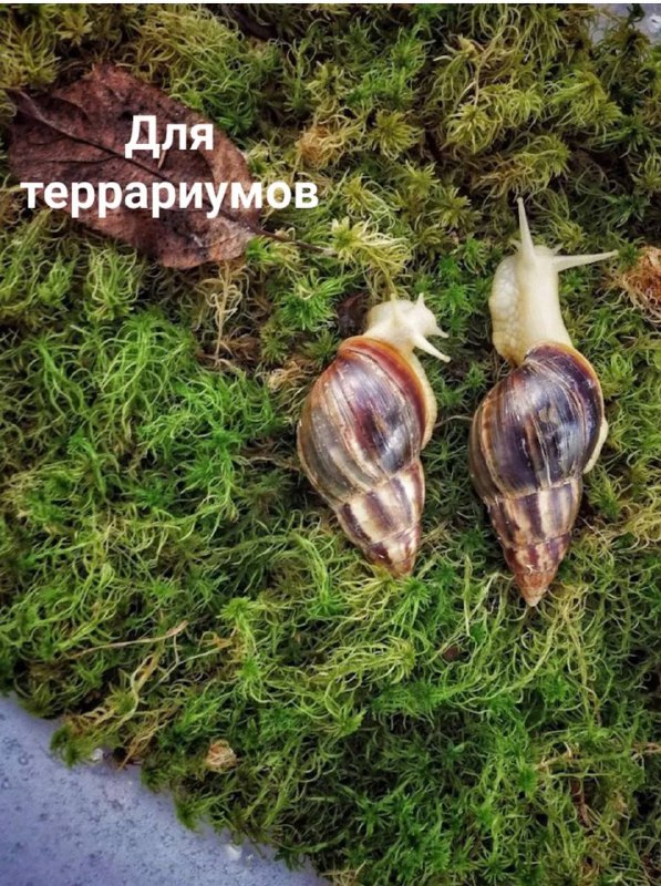 Мох сфагнум зеленый, свежесобранный для орхидей и флорариумов 10