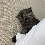 Британский котёнок 2