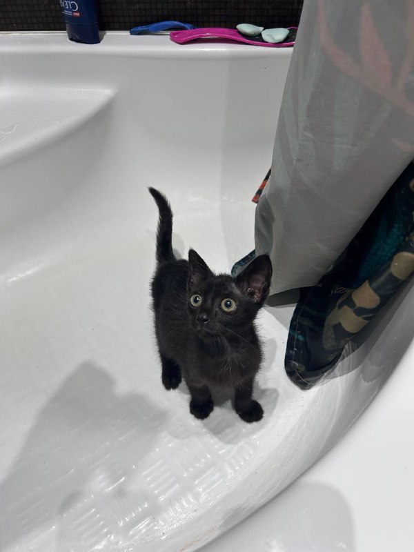Малышка Оззи котёнок ищет дом 3