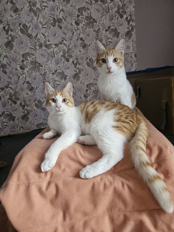 Котята Рыжики ищут дом 2