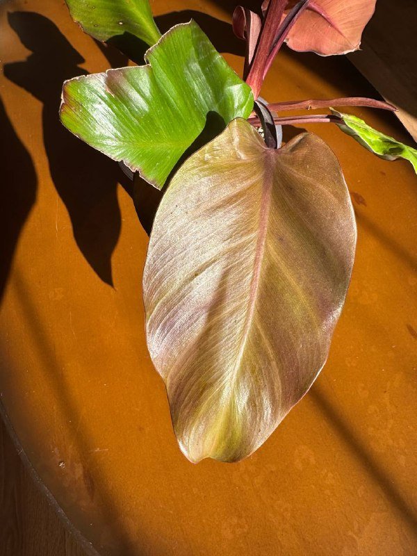 филодендрон Imperial Red (Rojo Congo) 2