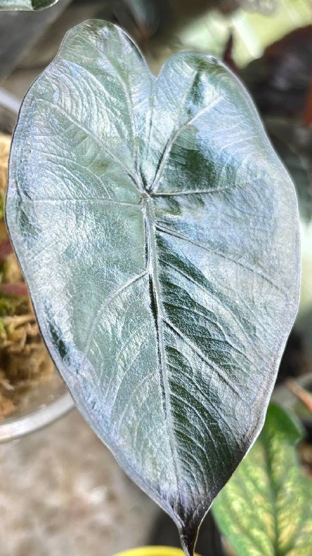 Гагеана ауреа, Полли, Юкатан принцесс, Шкура Дракона, Драгоценная орхидея 3