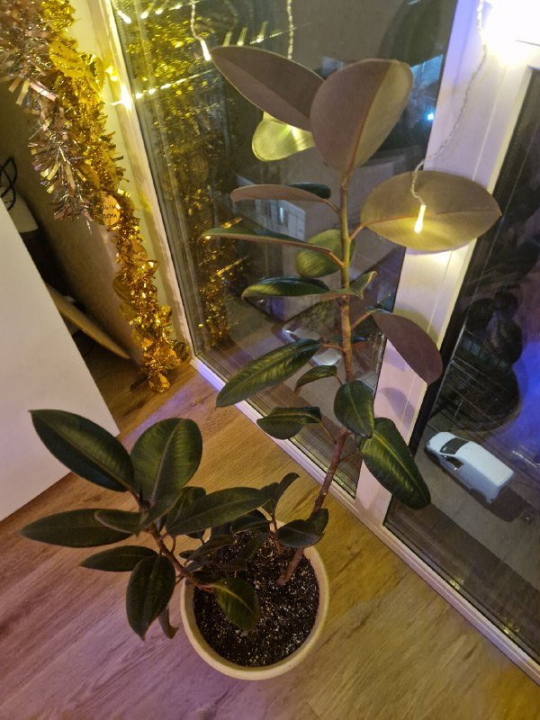 Фикус-эластика 5