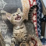 Котенок Гарри 4