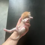 Рыжий котенок 3
