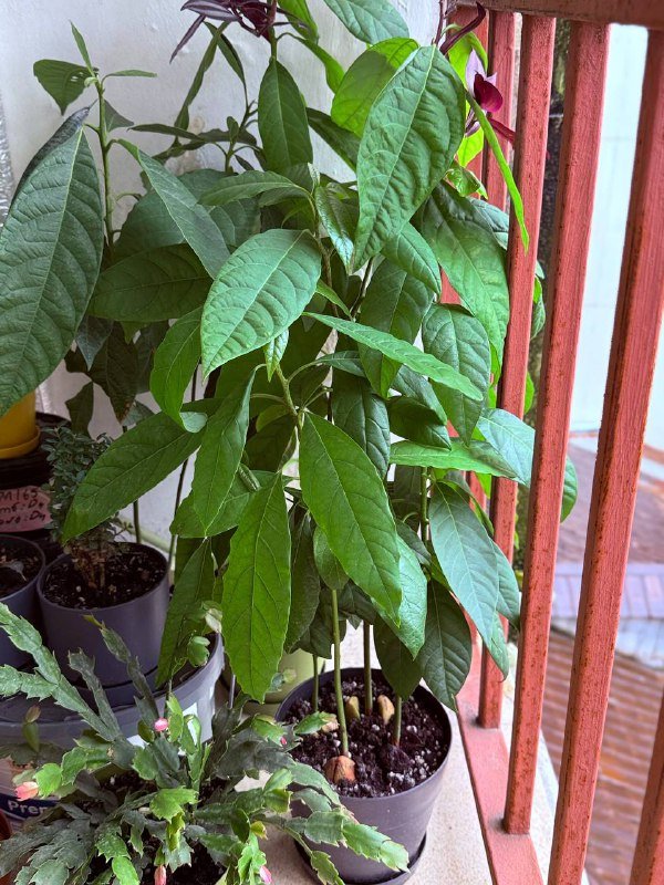 авокадушки в горшках по 50-60 см и 1м40 см высотой 3