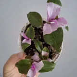 Кактусы, традесканция, хлорофитум, калатея, роули 5