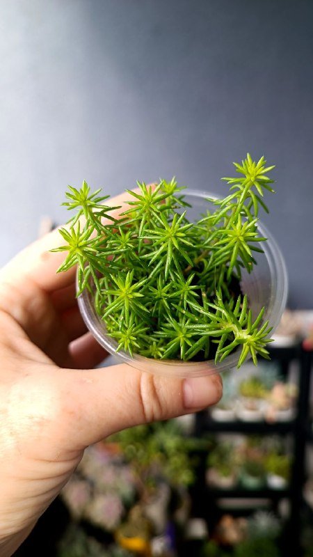 Суккуленты разные виды, растения