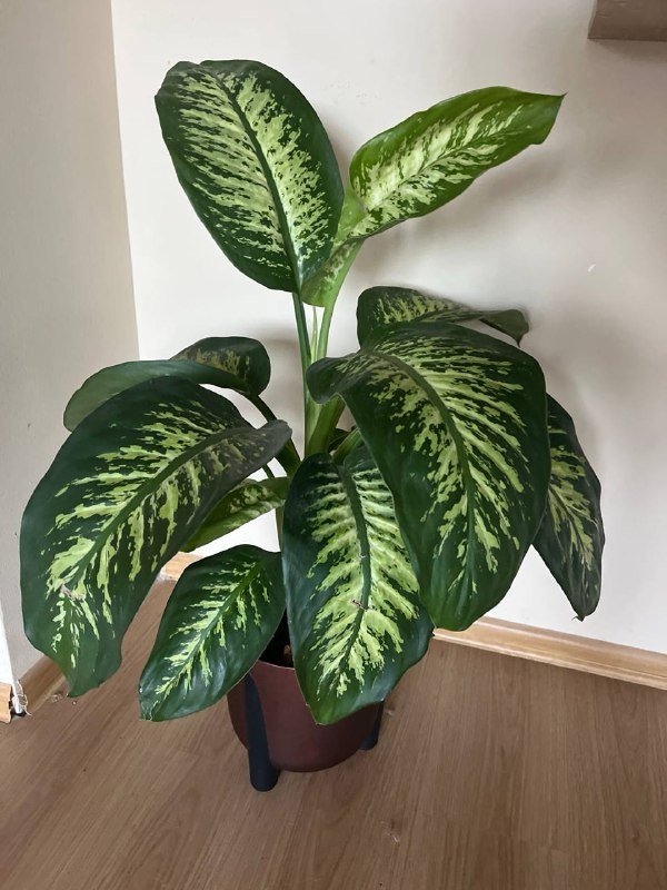 Растение в горшке