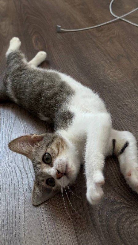 Котенок Чевапи ищет родителей 2