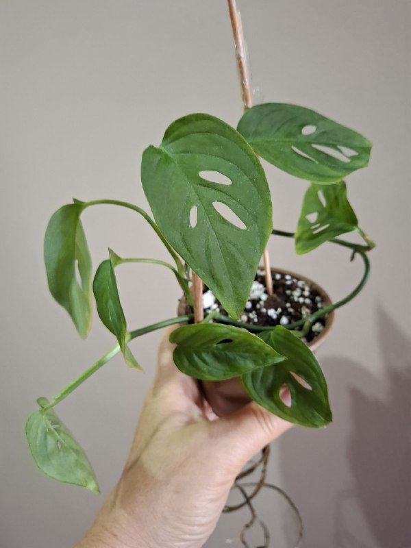 Папоротник, фикус, строманта, традесканция, монстера, косая монстера мини 10