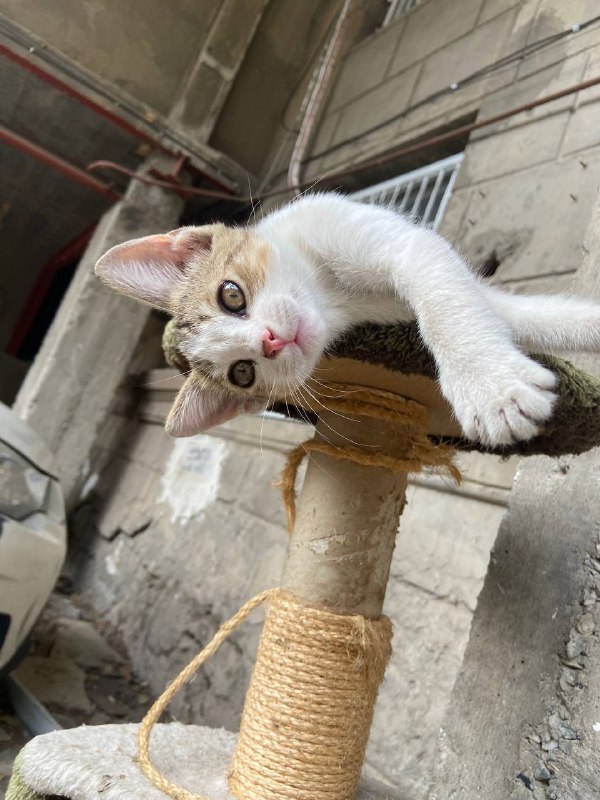 котёнок 3 месяца 2