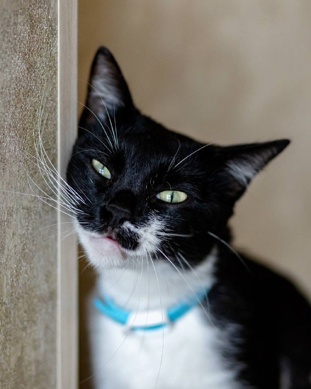 Кошка Лума 1,5 года в добрые руки 2