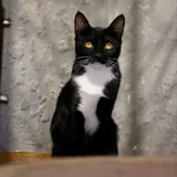 Черешня, котенок 2