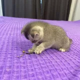 Шотландские котята 2