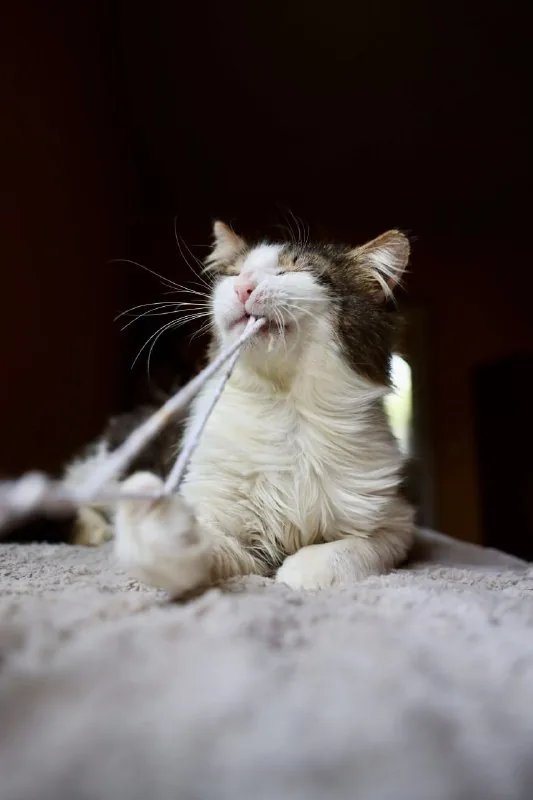 Кот 1