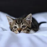 Котёнок Криспи 4