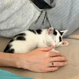 Patch the kitten is looking for a family 4