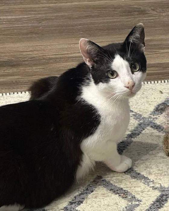 Кот Тесла ищет дом или передержку 2