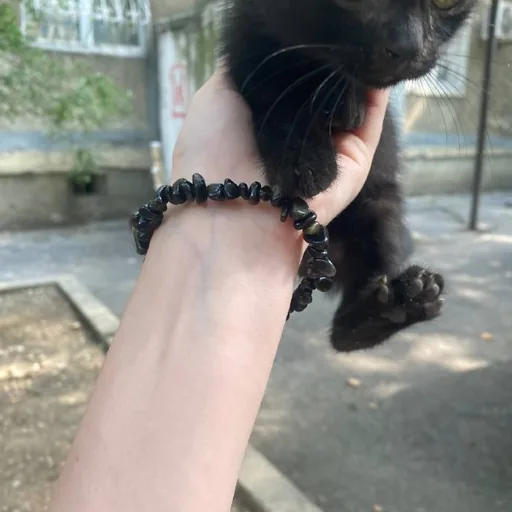 Отдам котёнка в добрые руки