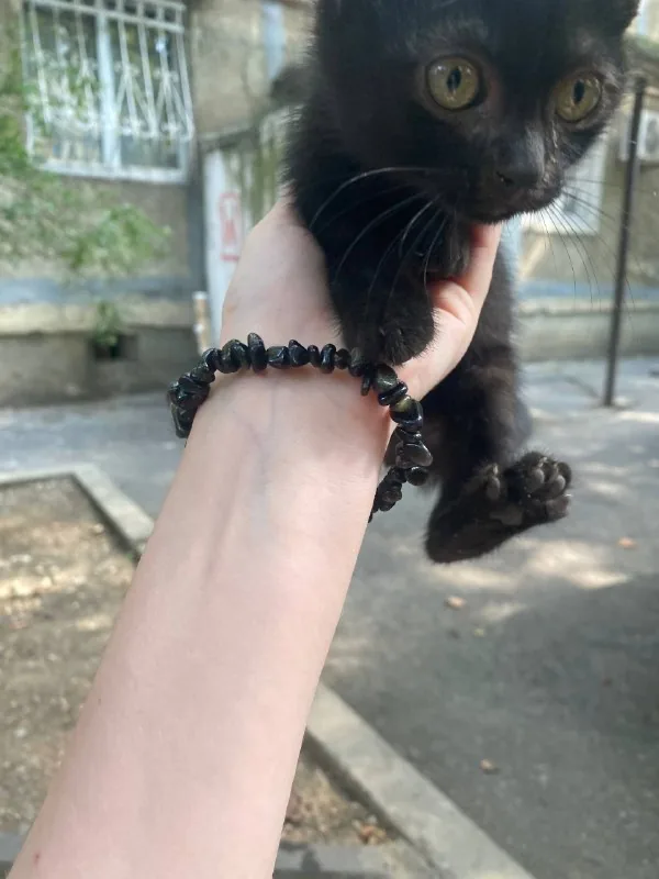 Отдам котёнка в добрые руки 1