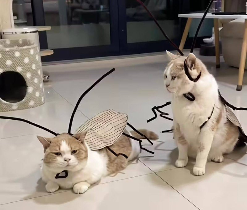 Костюм таракана для кота