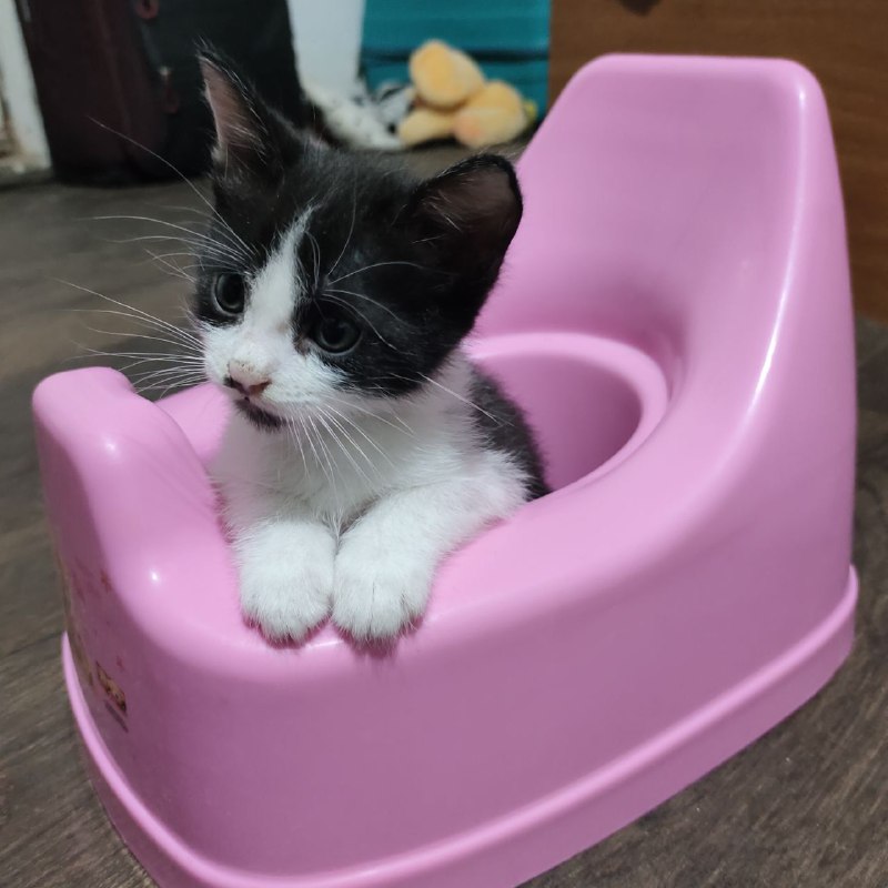 Шесть котят: пять мальчиков и одна девочка 4