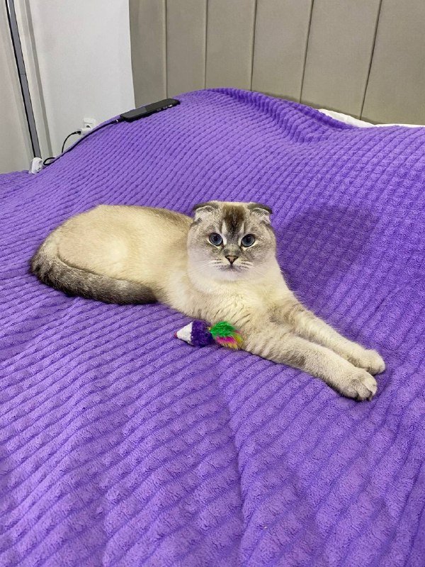 Шотландские котята 3