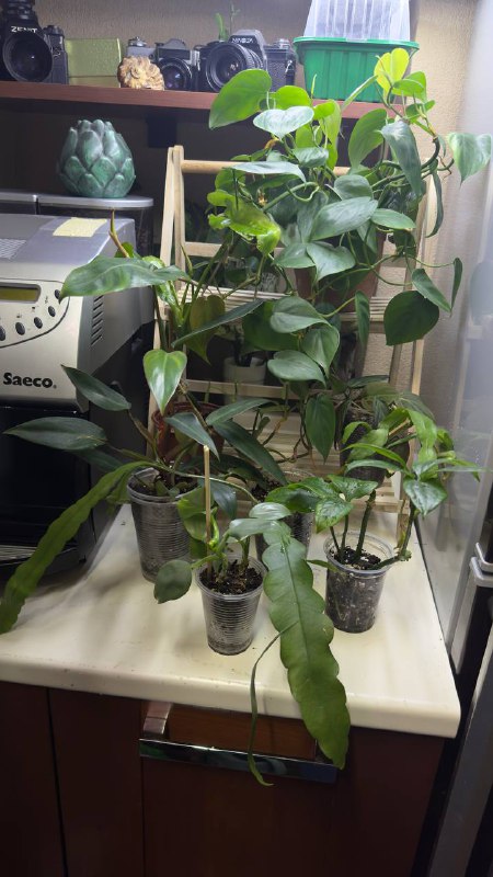 Collection of Philodendron and other plants