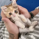 Морошка, котёнок 4