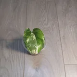 Монстера Lechleriana, Эпипремнум Marble Queen 5