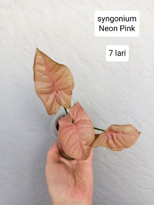 Комнатные растения 7