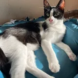 Томми, кошка 4