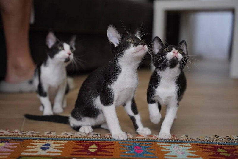 Котята 3 месяца ищут дом 6