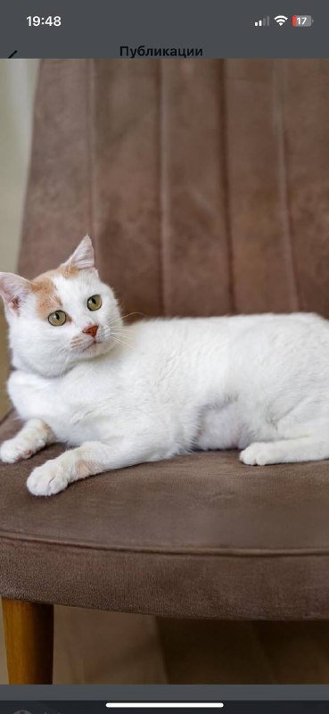 Рокки, кот 6