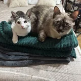 Кошки Янья и Бяка ищут дом 2