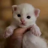 Котята мейн-кун, щенки мареммы 2