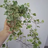 Комнатные растения: роули, руэлия, оксалис и другие 9