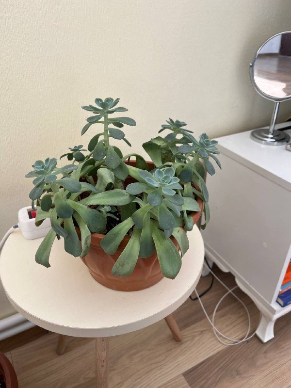 Юкка, Суккулентик, Калибрахоа комнатные растения 2