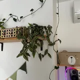 Цветы 1