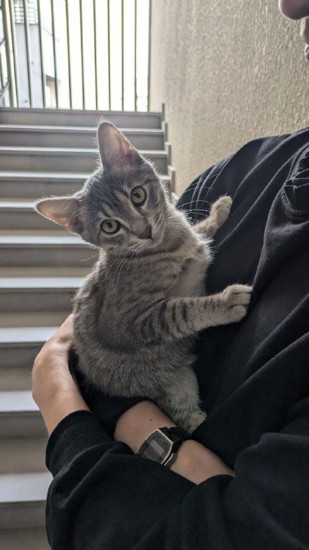 Кошечка Миледи Роби для заботливых хозяев 5