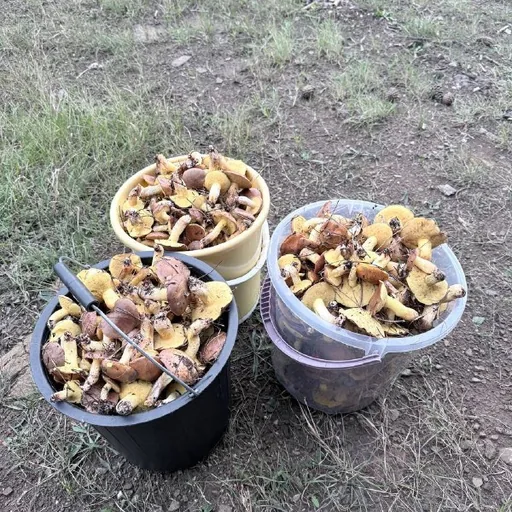 Маслюки