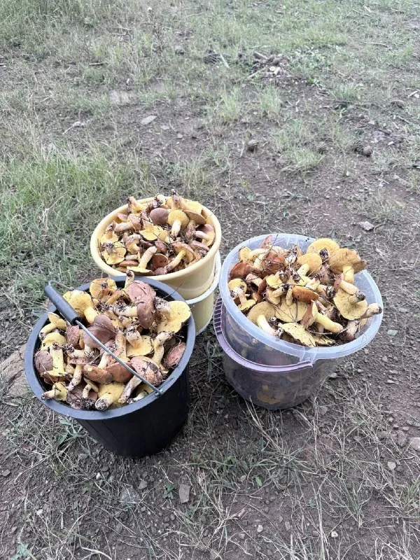 Маслюки
