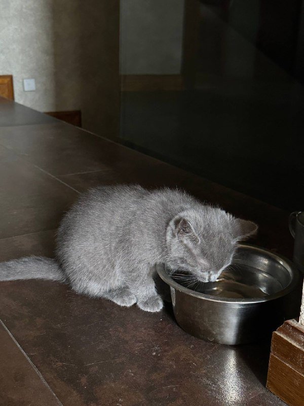 Котенок девочка британка 4