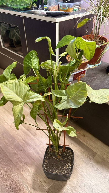 Аглаонема, Сингониум, Филодендрон, Рафидофора, Фикус вариегатный, Драцена большая 2
