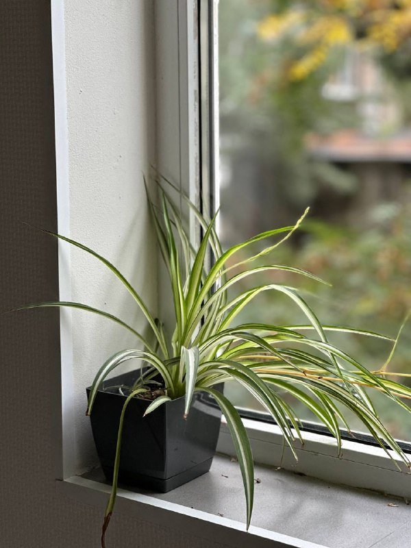 Горшки цветочные 3 шт, цветок в горшке 4