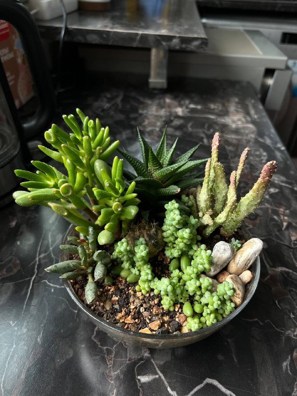 6 видов суккулентов с плошкой 7