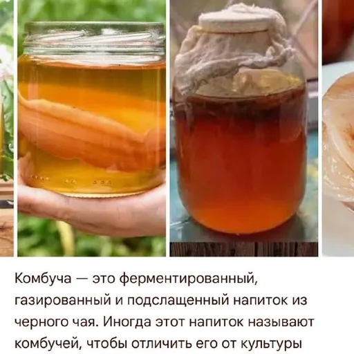 Чайный гриб